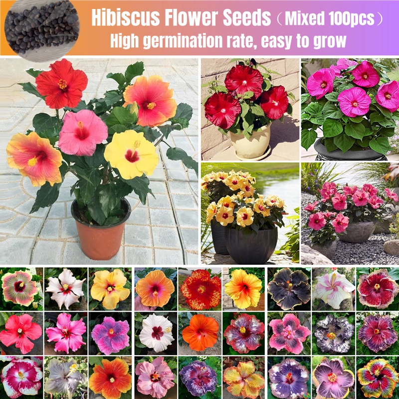 [Easy To Grow In Singapore] Raya Hybrid Japanese Hibiscus Flower Seeds