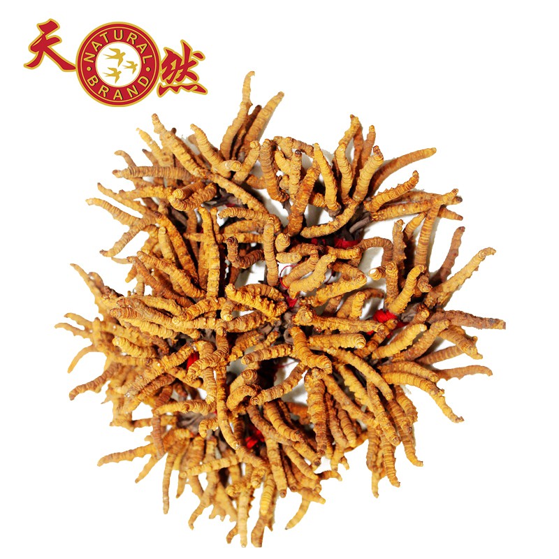 Chinese cordyceps in What Does