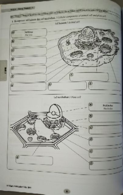 Nilam Publication Modul Pak 21 2020 Dwi Biology Level 4 Shopee Singapore