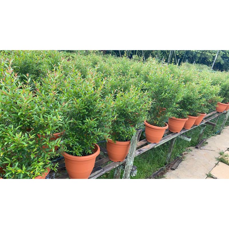 Pomegranate Plant (P260) Shopee Singapore