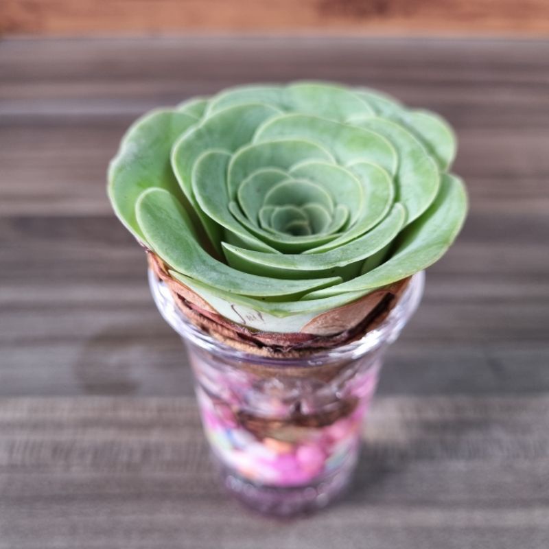 Greenovia Mountain Rose Succulent Shopee Singapore