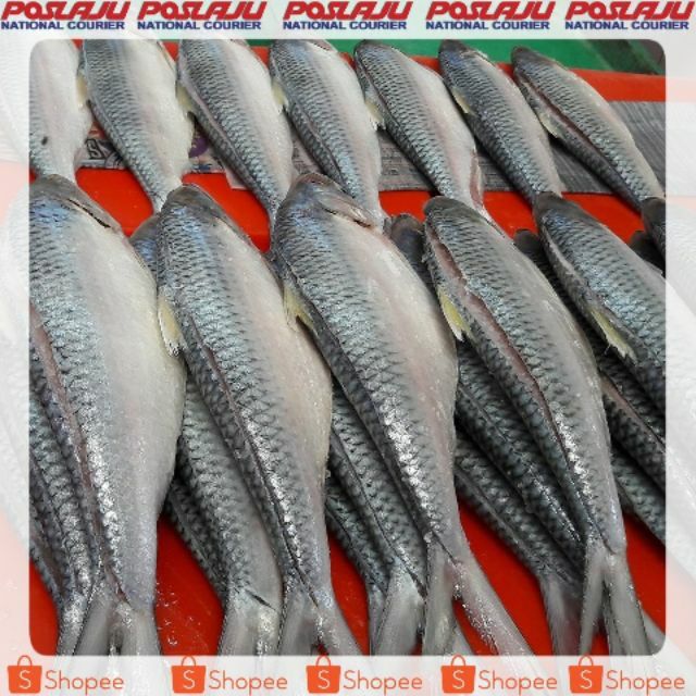 Masoned Fish Sarawak 3 Tails Shopee Singapore