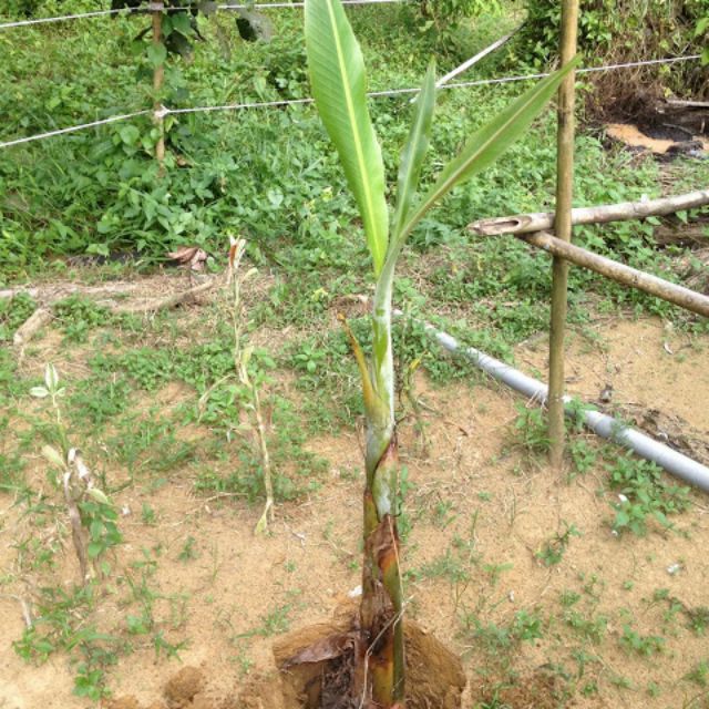 Anak Pokok Pisang Abu Shopee Singapore