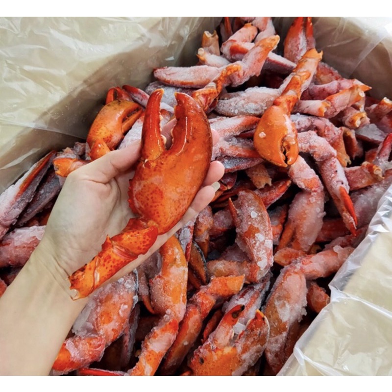 Cooked Boston lobster claw 1-2KG ready to eat 波士顿龙虾钳1-2公斤