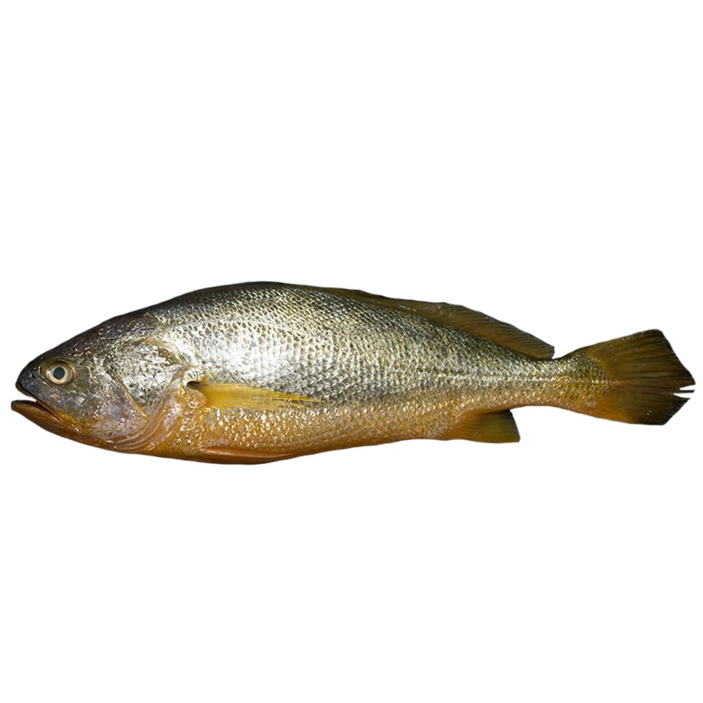 croaker fish