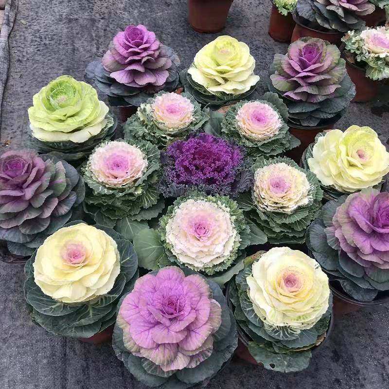 100 Original 150pcs/Bag Mixed Ornamental Kale Seed Flower Seeds for
