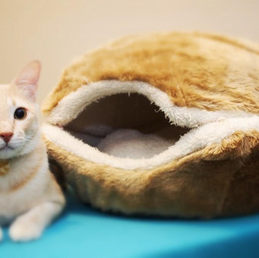 cat burger bed