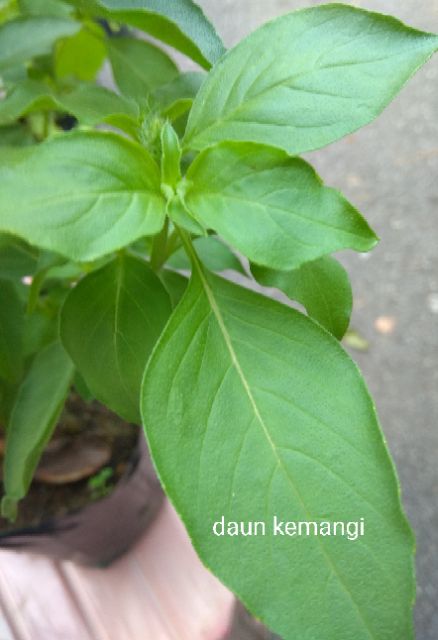 Kemangi Leaf Pokok Lemon Basil Shopee Singapore