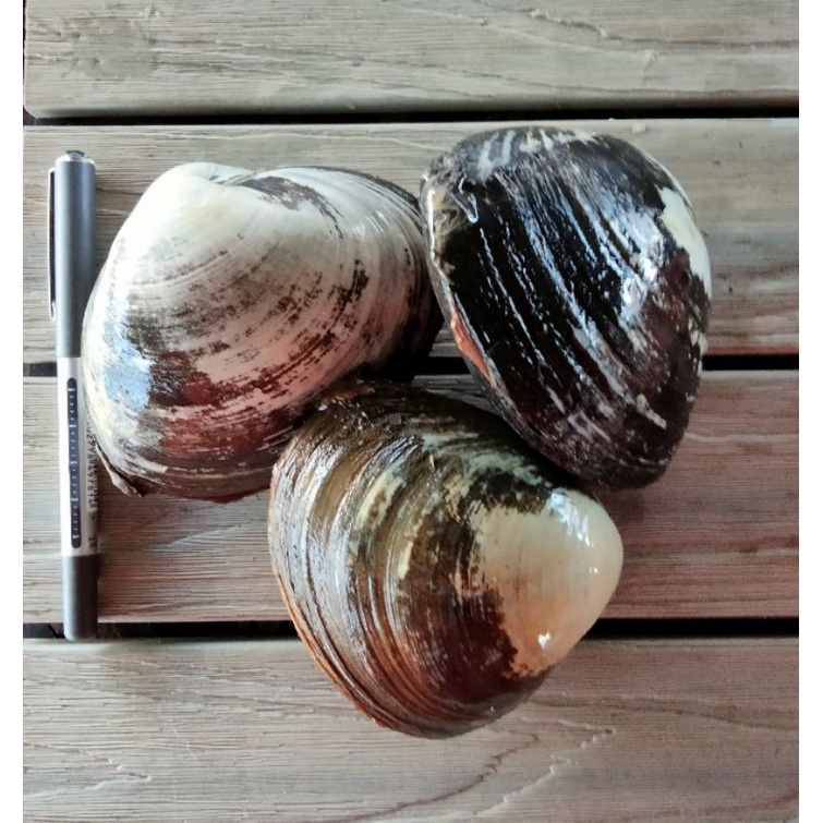 Japan Sashimi Grade Hokkigai Live Surf Clam 1kg +/ (Preorder