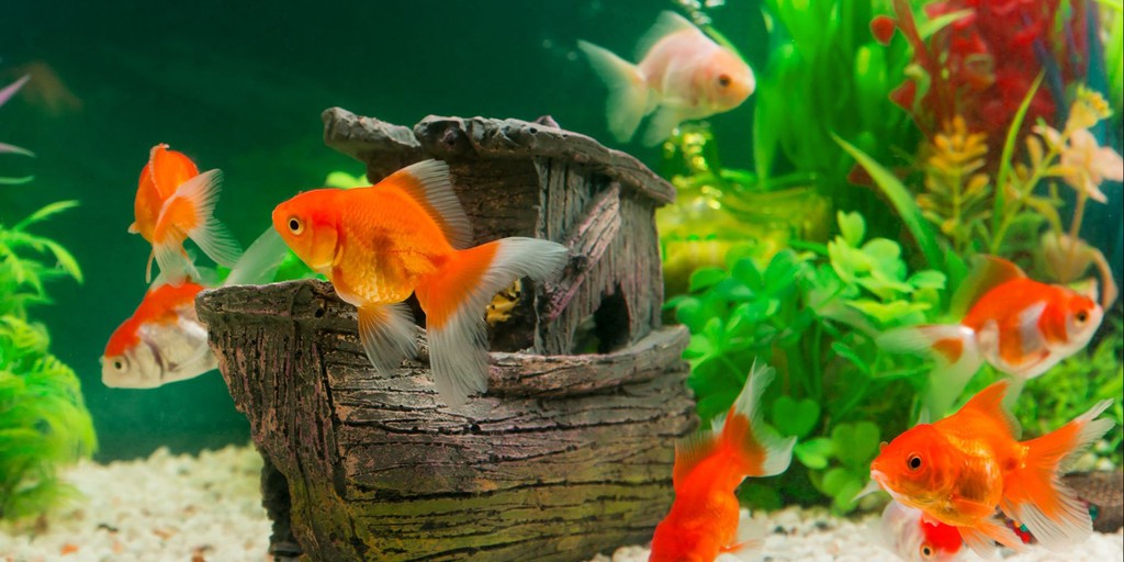 Toh Aquarium, Online Shop Shopee Singapore