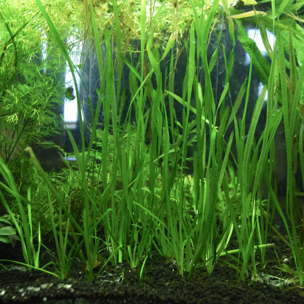 Vallisneria Spiralis/Torta - (Aquascape/Aquarium/Vivarium/Paludarium ...