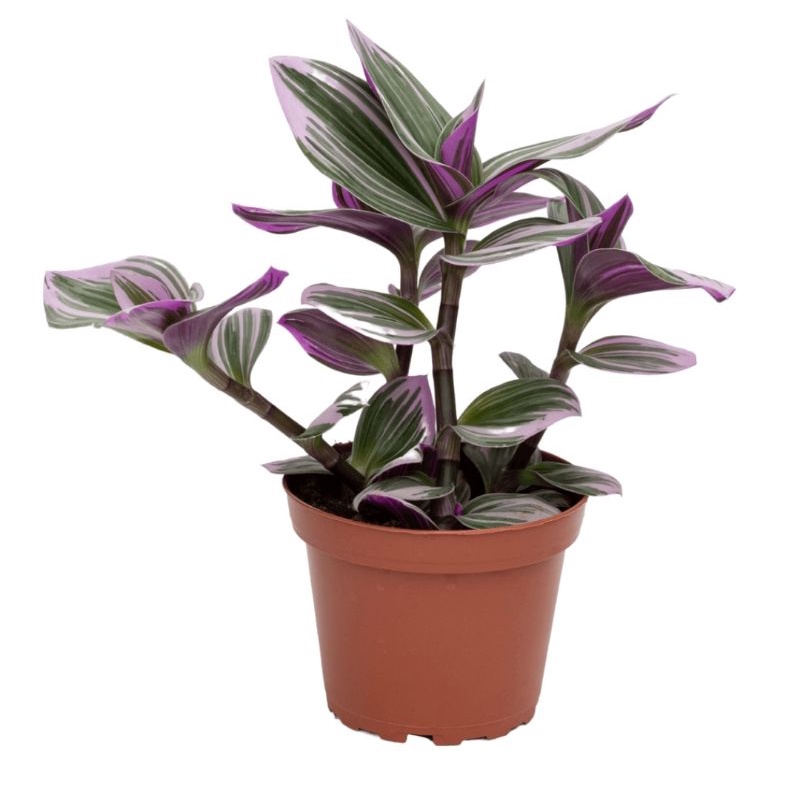 Tradescantia Nanouk (Wandering Jew) | Shopee Singapore