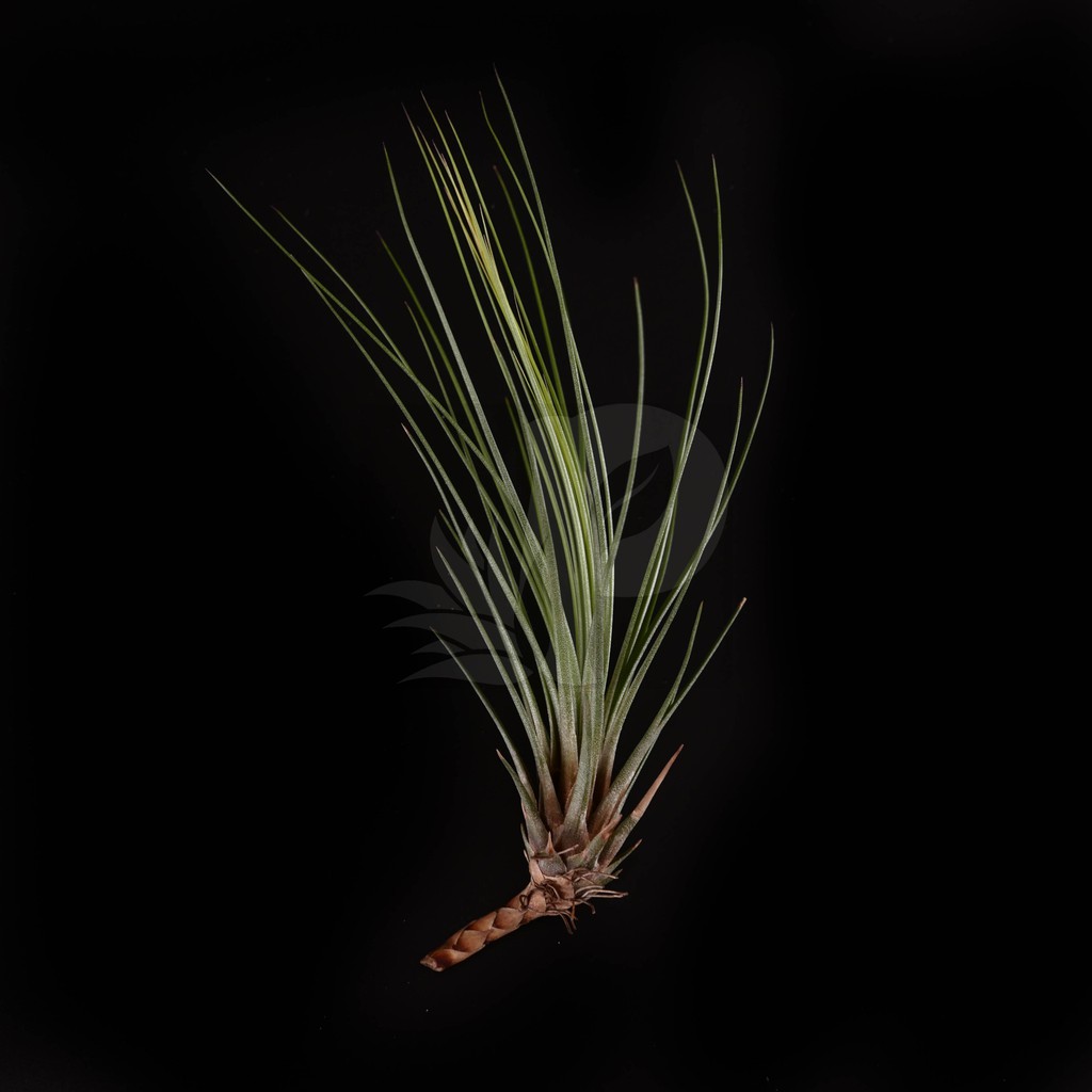 Air plant Tillandsia juncifolia Shopee Singapore