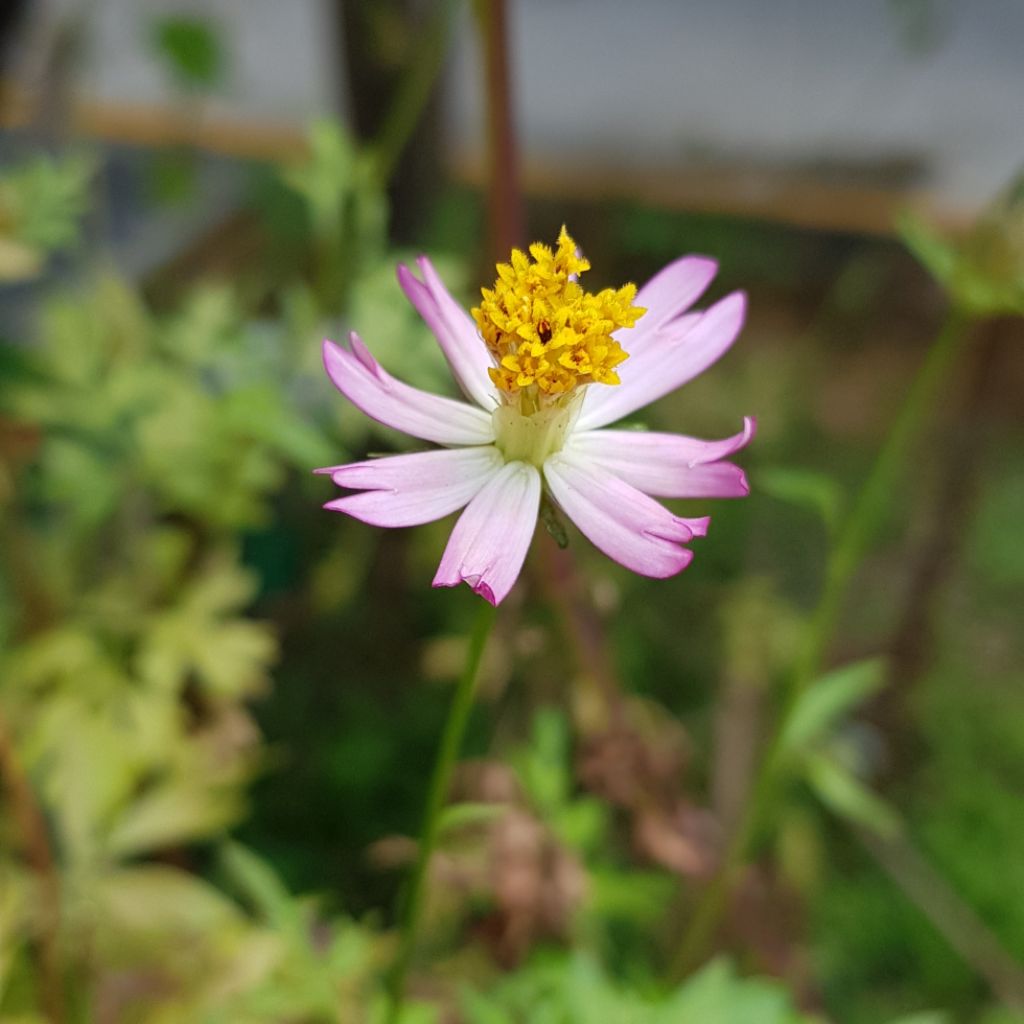 Ulam Raja Wild Edible Cosmos Caudatus Seeds Fair Dinkum Seeds