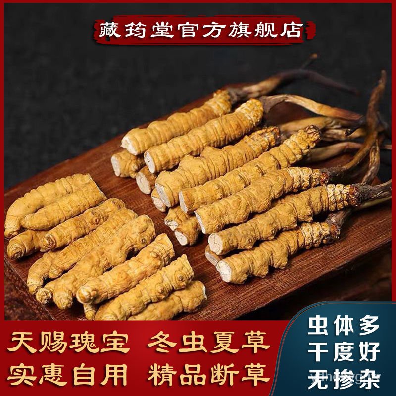 Cordyceps Sinensis 特价 藏区冬虫夏草冬虫草虫草花野生大根断草断虫草虫体多 Shopee Singapore