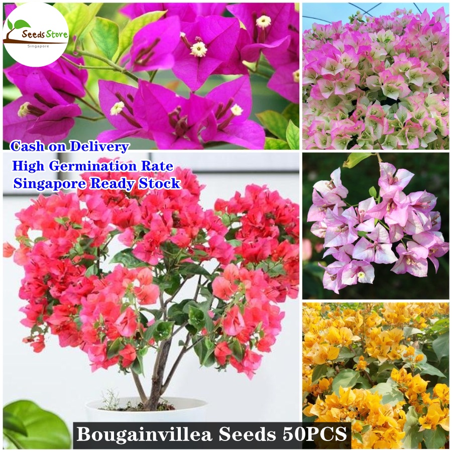 100 Original 100pcs Mixed Dwarf Bougainvillea Flower Seeds For