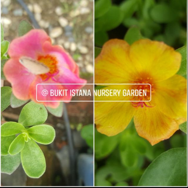 Combo Anak Pokok Bunga Rose Jepun Warna Peach Dan Oren Organik Shopee Singapore