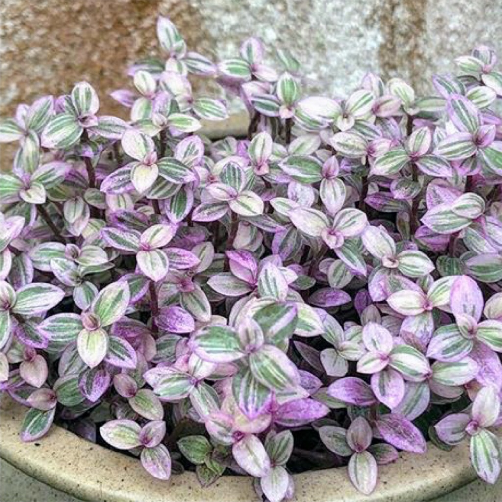 Succulent 多肉植物 Tradescantia Rainbow 彩虹怡心草 Shopee Singapore