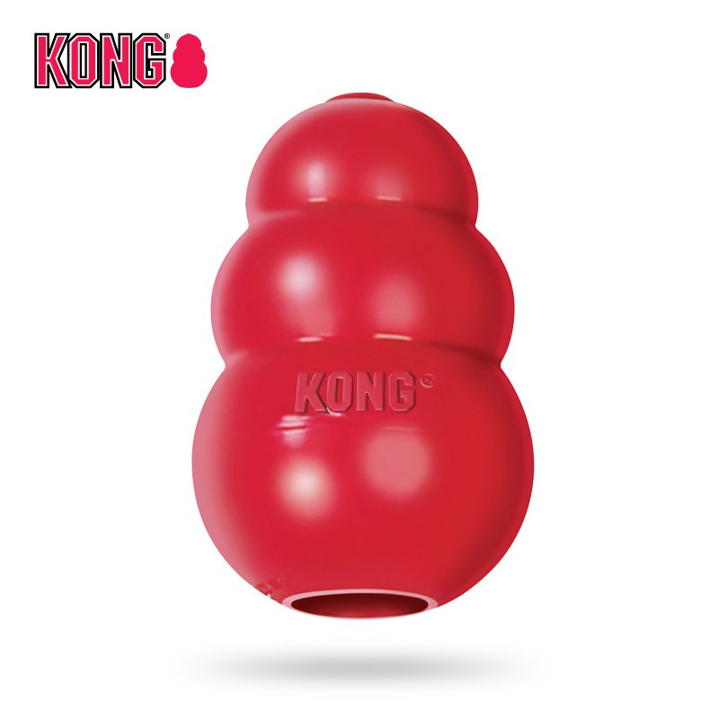 kong dog teddy