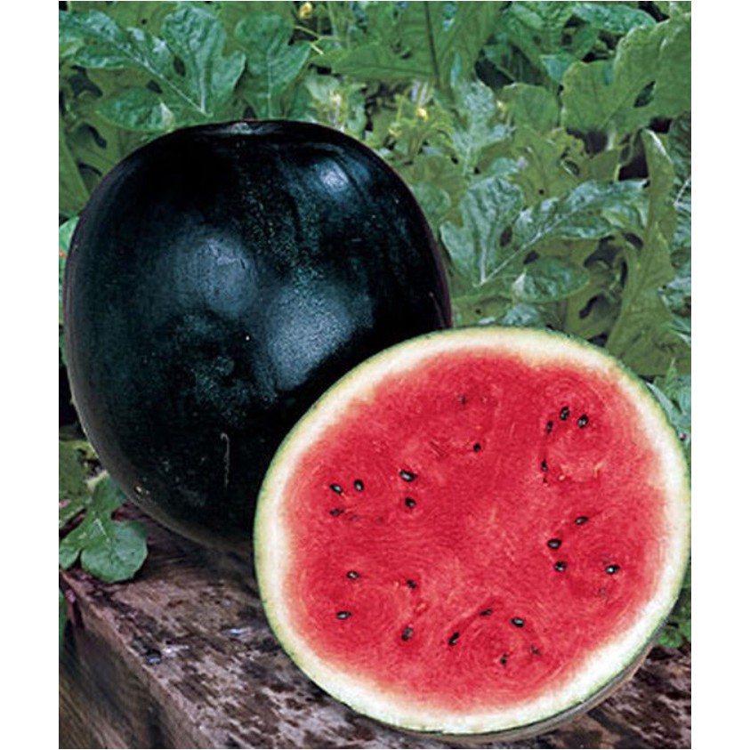 Sugar Baby Watermelon Seeds (5 grams pack) suitable for