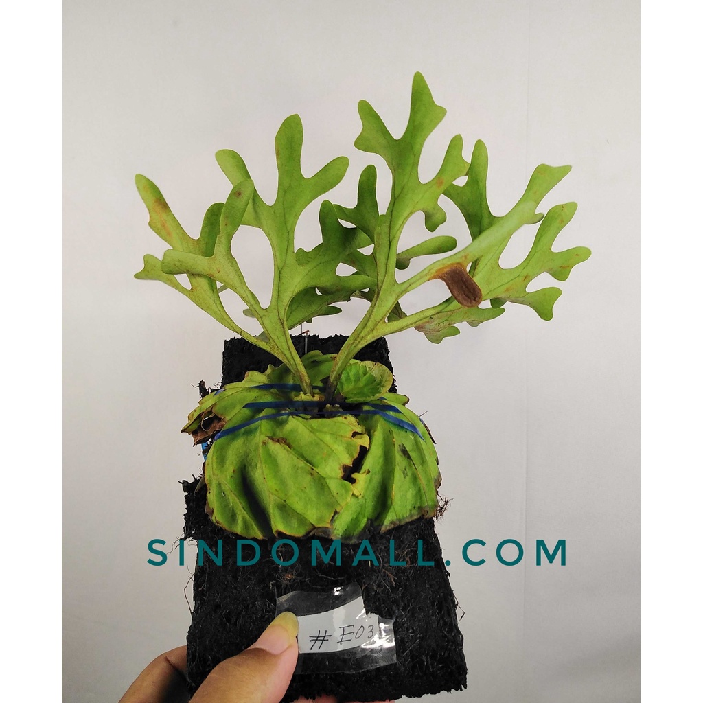Platycerium Ridleyi Y 1172 Shopee Singapore