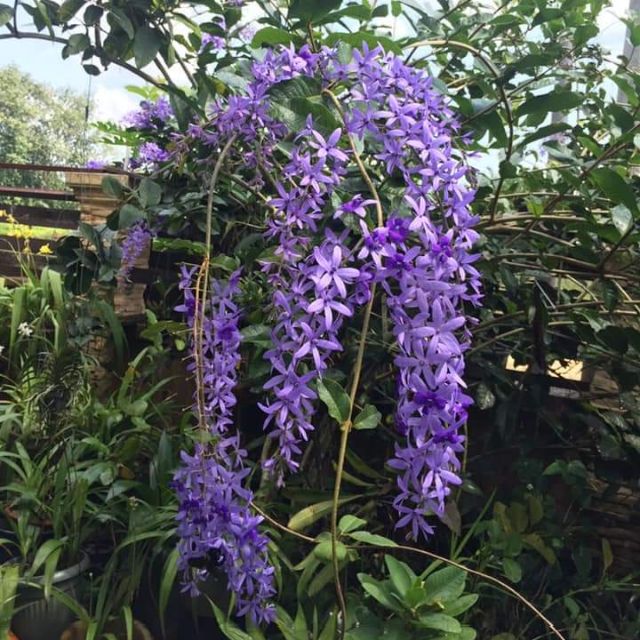 Petrea Volubilis Sandpaper Vine Creeper Plant Pokok Sandpaper Shopee Singapore