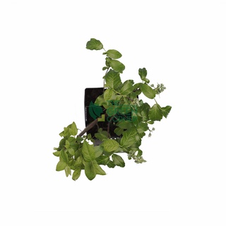 vaccinium cor
