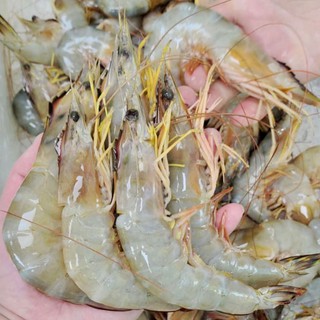 Fresh Prawn Price And Deals Jul 21 Shopee Singapore