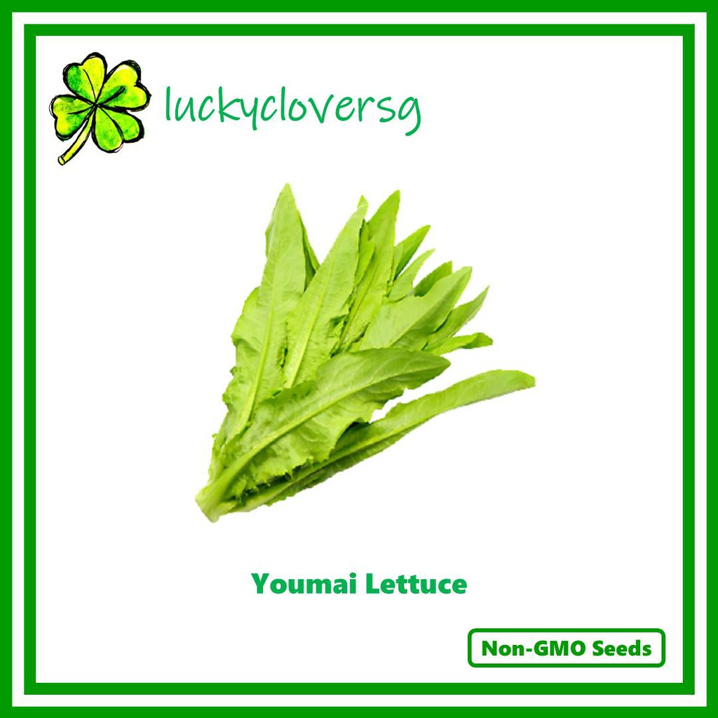 Youmai Lettuce / You Mai Cai / Yu Mai Tsai / Pointed Leaf Lettuce