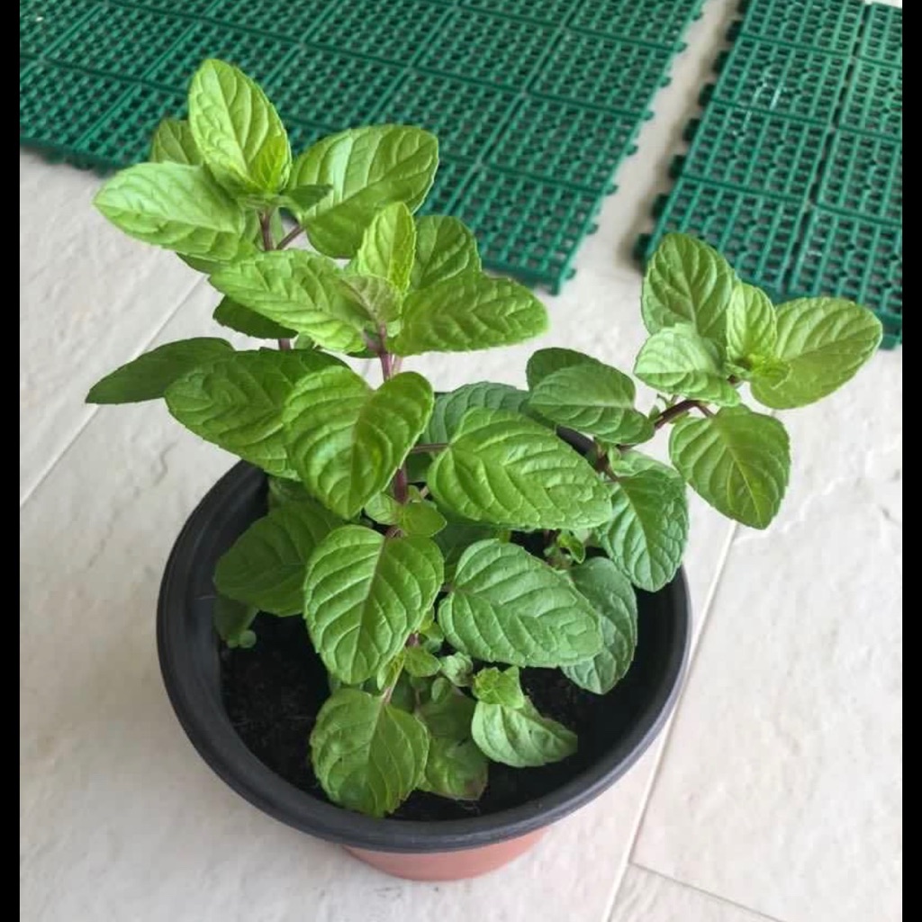 Berries And Cream Mint Potted Plant Organic Edible Herb Shopee Singapore