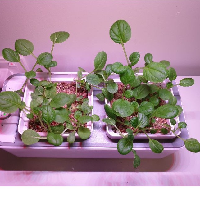 Tatsoi (Japanese Spinach) Vegetable Seeds for Sprouting or Microgreens