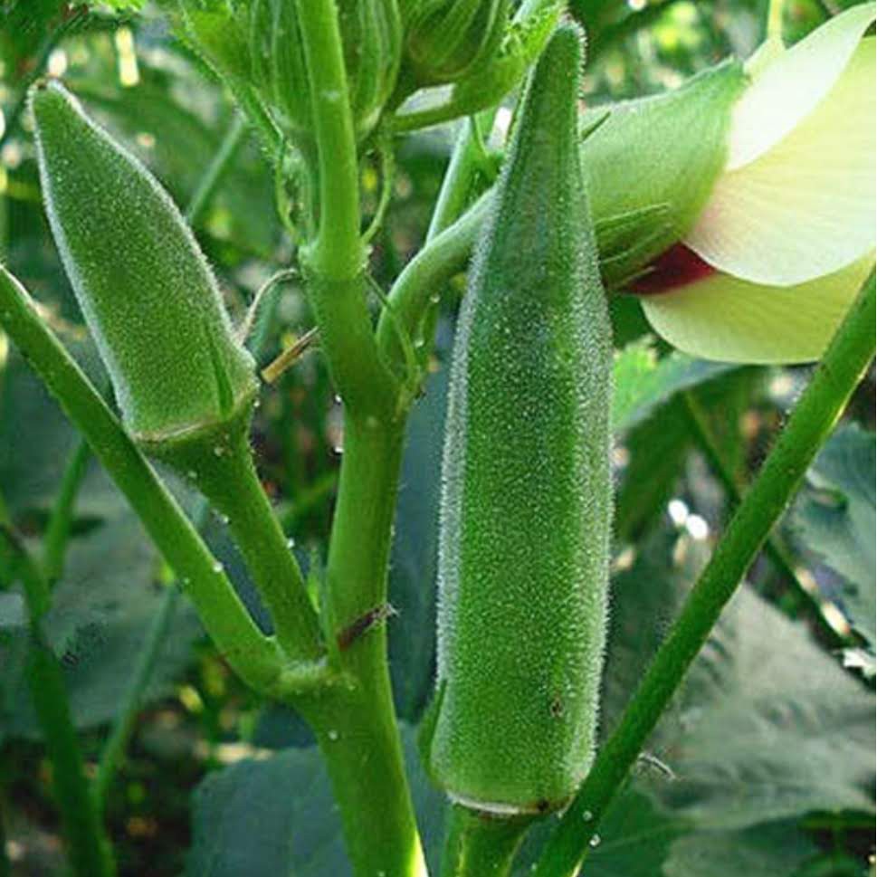 12 Ladies Finger Okra seeds (fr SG) | Shopee Singapore