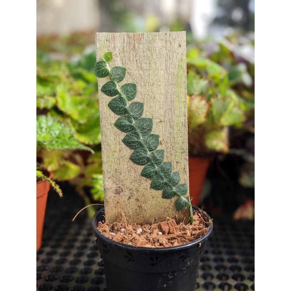 Rhaphidophora Crypthanta Exotic and Creeper Plant Shopee