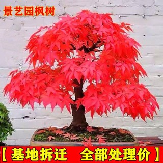 Japanese Red Maple Bonsai Old Pile Three Seasons Red Seedlings Red Dance Ji Sapling Golden Maple Mountain Red Leaf Bonsa Shopee Singapore