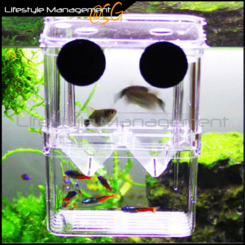 Fish Tank/Aquarium Breeding Isolation Separation/Separator Isolate