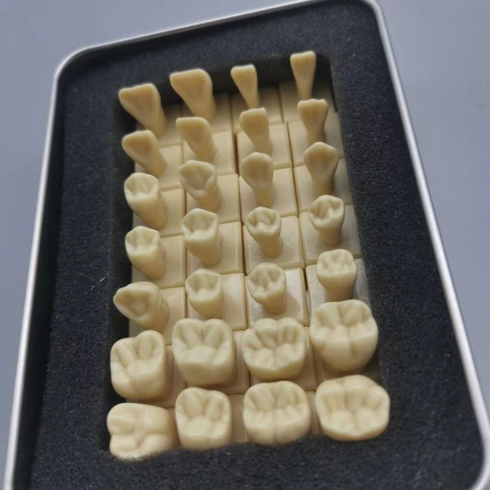 28tooth/box 1.2 Times Comparison Carving Teaching Permanent Tooth Model