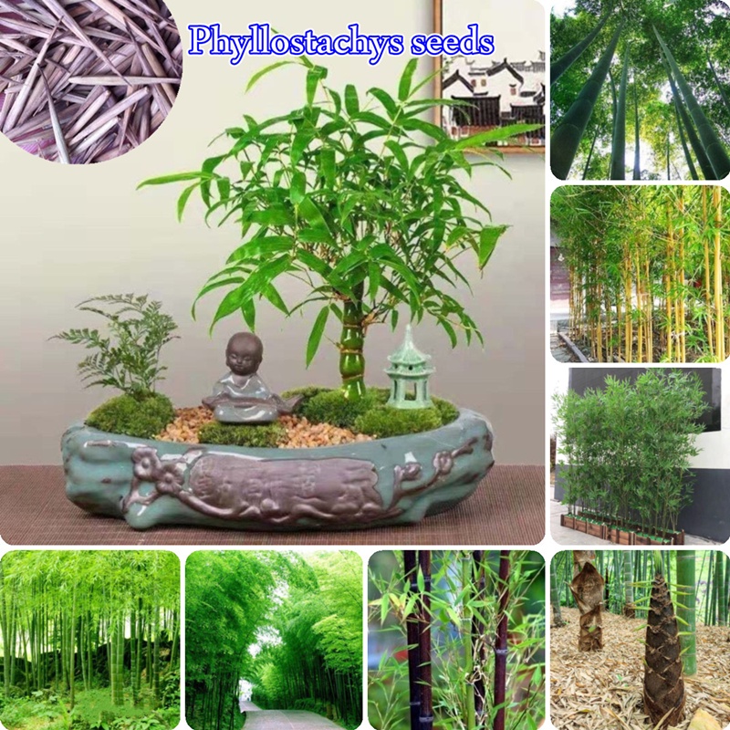 Ready Stock In Singapore Pcs Seeds Phyllostachys Pubescens Moso Bamboo Seeds For Planting