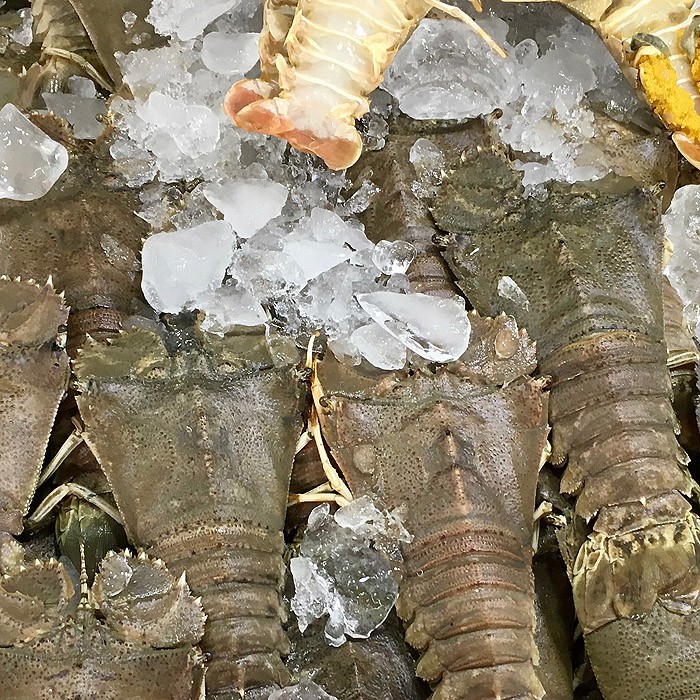 Slipper Lobster (500g) (Savour Gourmet)