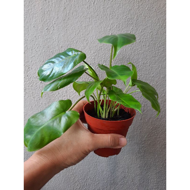 Iloveplants Philodendron Burle Marx 3 Pot Shopee Singapore