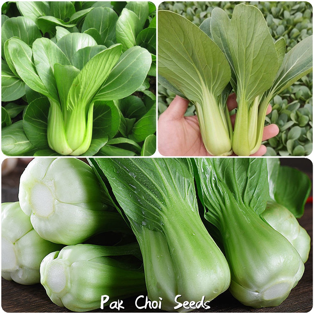 200pcs/pack Pak Choi Seeds Vegetable Plants for Sale Microgreens Seeds Good Quality Seeds Fast