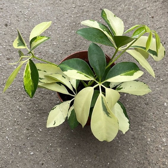 Schefflera Variegated Dwarf (Umbrella Plant) (Small) *Houseplant ...