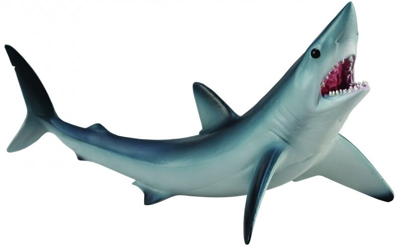 Sharks Cites Cop18 Crucial For Mako Guitarfish And Wedgefish Newsroom