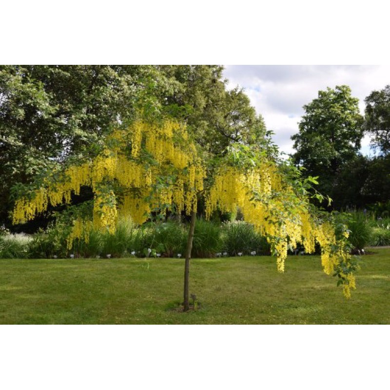 Pokok Landskap Golden Chain Shopee Singapore