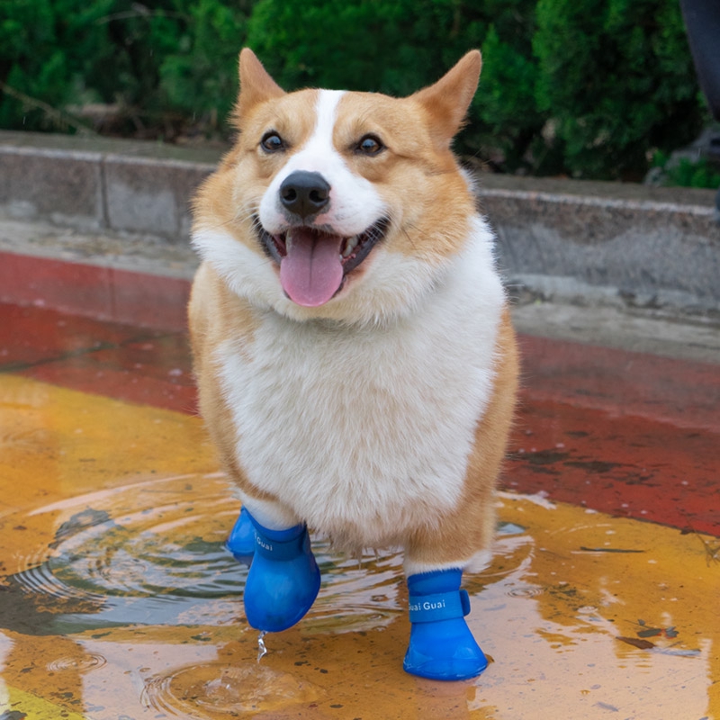 dog in rain boots