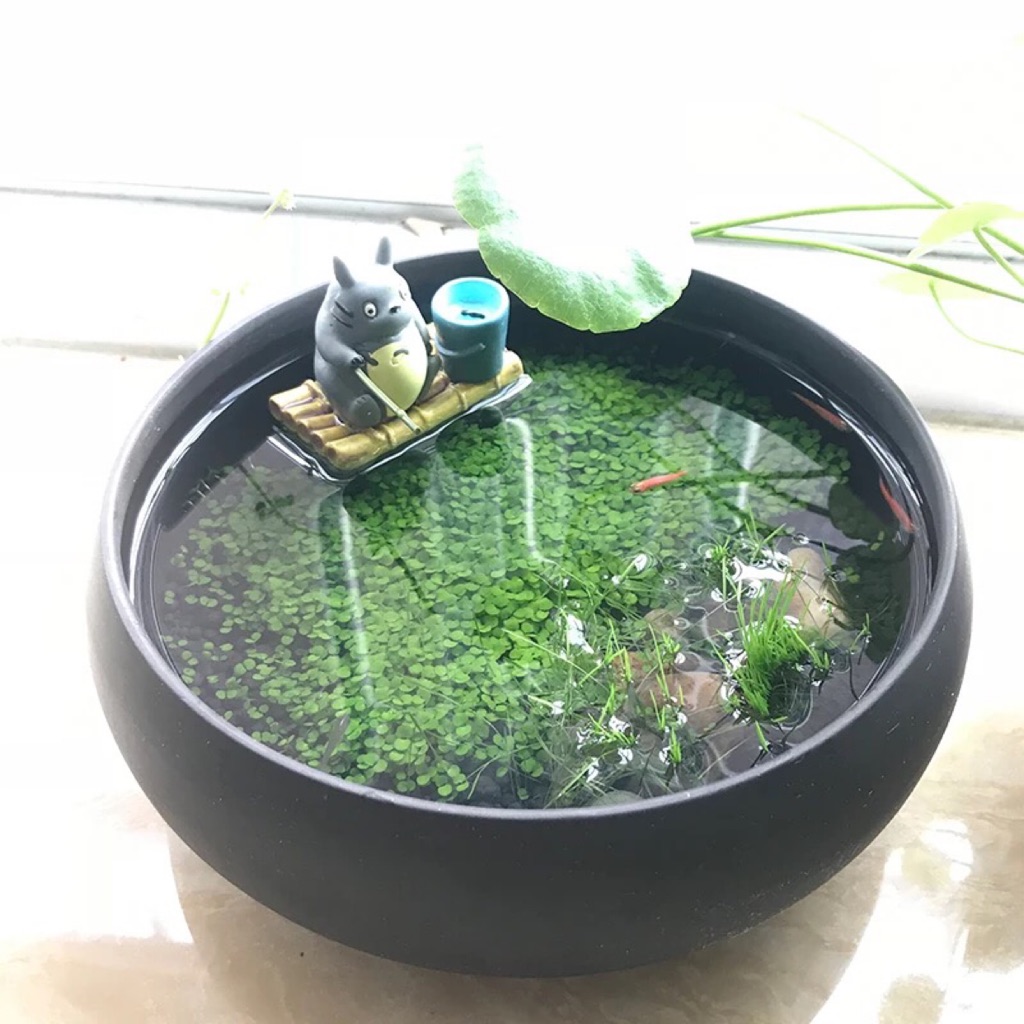DIY Super cute Aquarium Terrarium set, grow your own cute aquarium clay pot 微景观 Shopee
