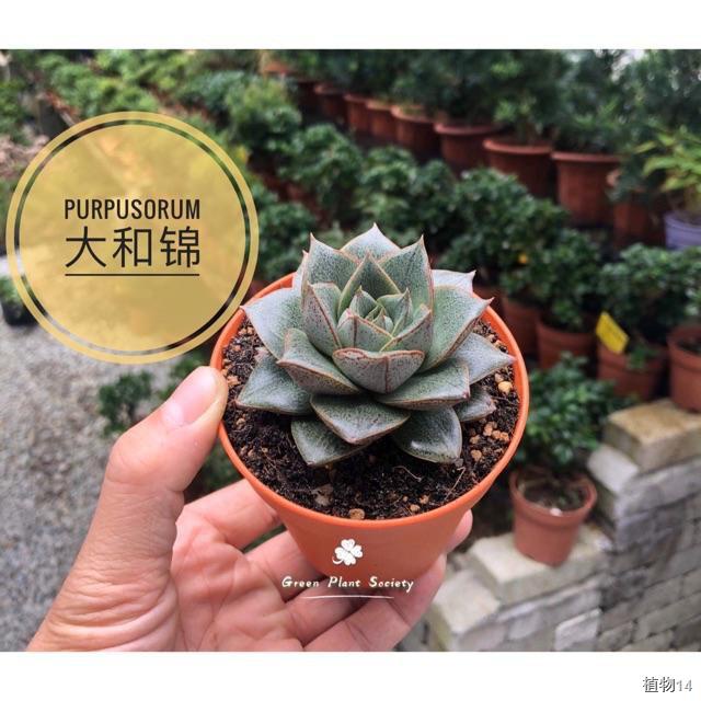 50pcsps Green Plant Society Live Succulent Echeveria Purpusorum More Meat Purpu1 Shopee Singapore