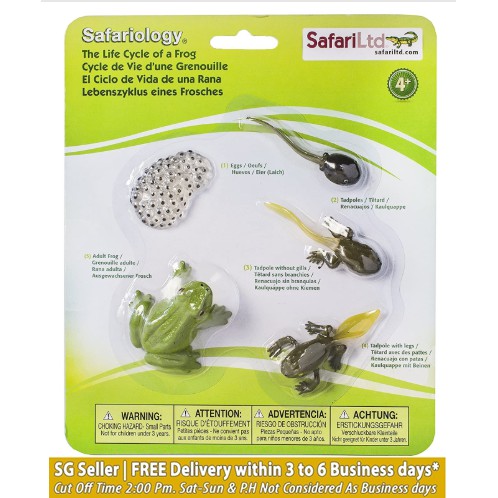 Ciclo Di Vita Delle Rane - Schede Identificative Safari LTD - Italia - Foto 2