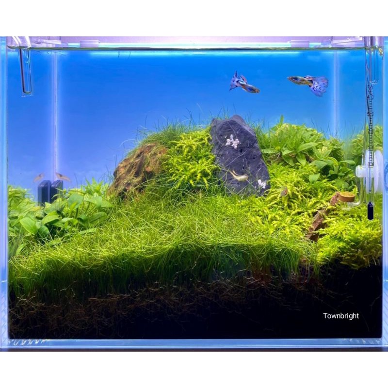 Sg Stock App Control Fish Tank Background Light Ada Inspired Screen Light Light Screen Shopee Singapore