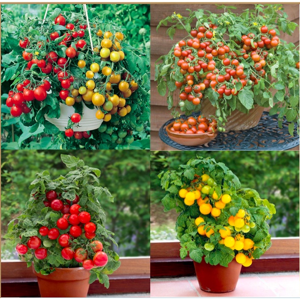 Cherry Tomato Dwarf Heirloom Seeds/Tomato Vilma/Tomato Venus/Tomato