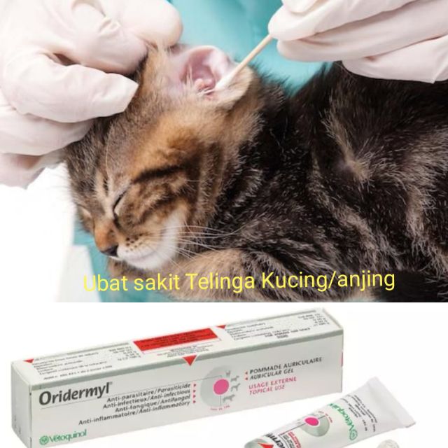 Ubat sakit telinga Kucing/anjing, ear mites, infection etc 